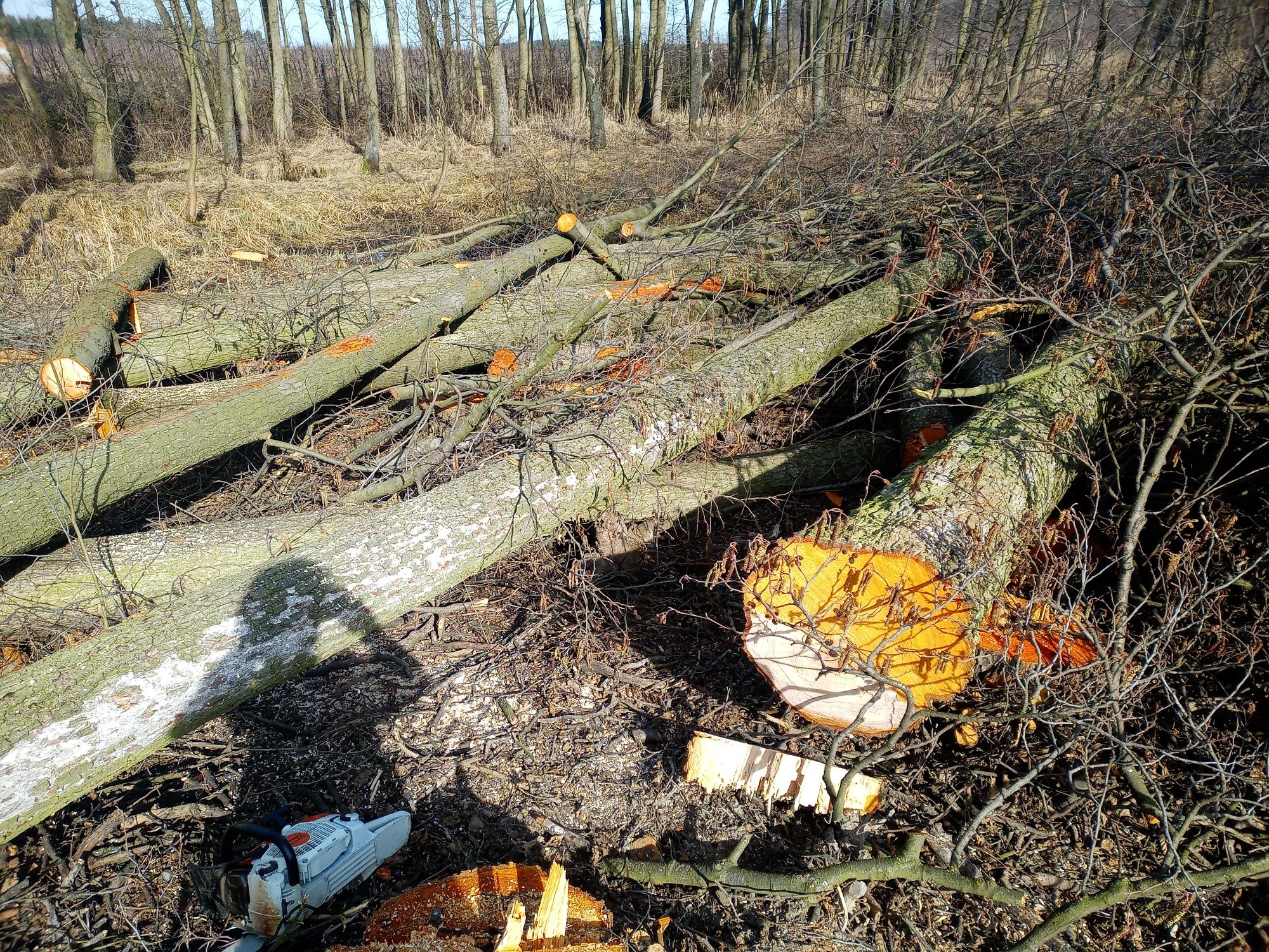 Kompleksowe usługi leśne