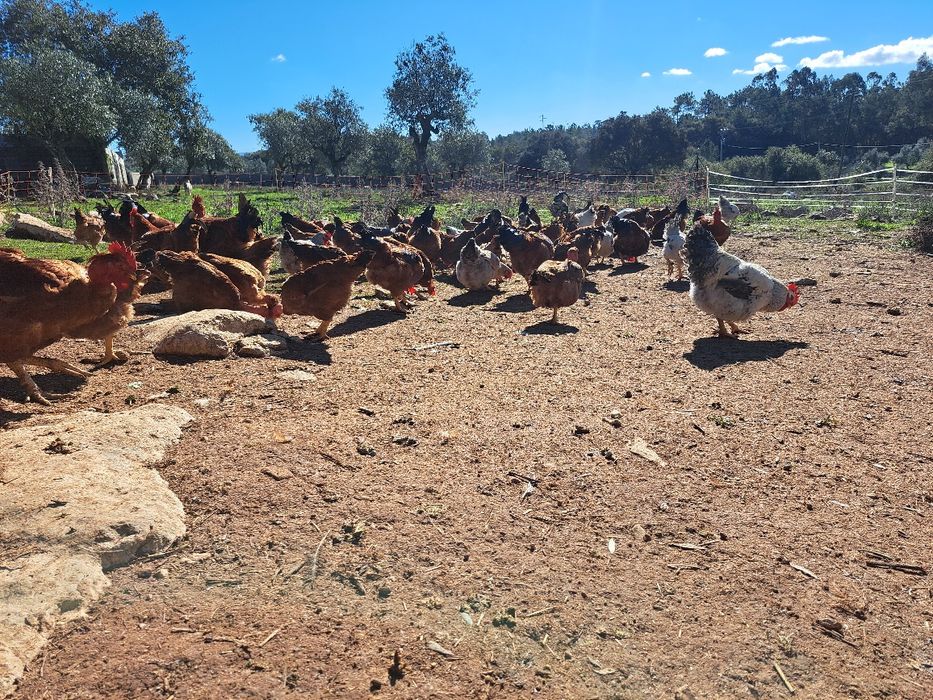 Galos do campo  caseiros