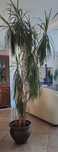 duża dracena 240 cm, kwiat doniczkowy