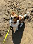 Zaginęła suczka rasy JACK RUSSELL TERRIER