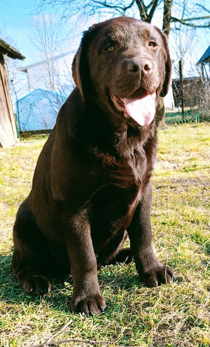 Labrador retriever reproduktor