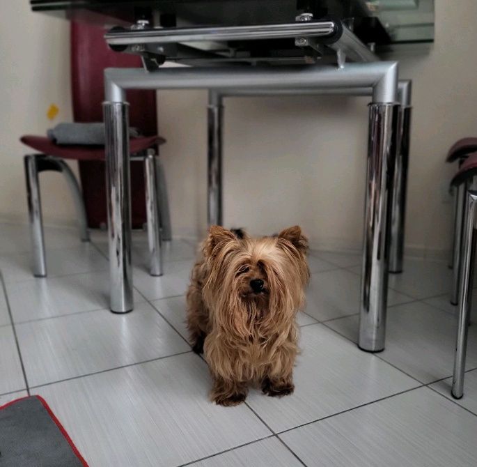 В'язка міні Йорка.