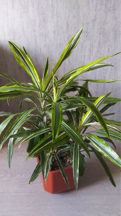 Драцена лемон лайм 80см Dracaena Lemon Lime
