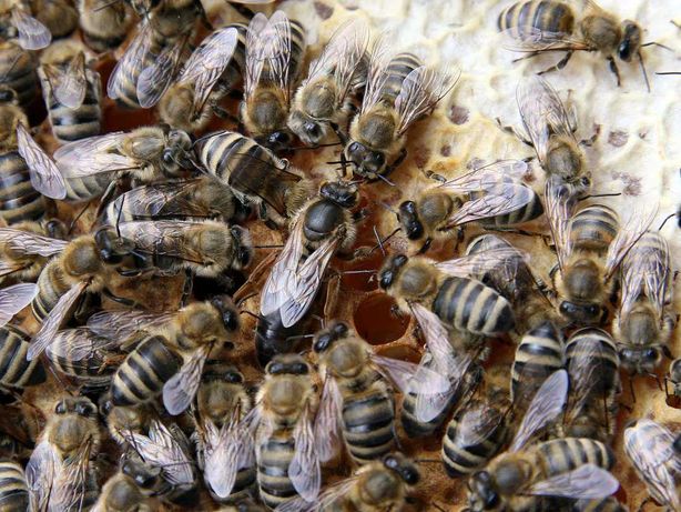 Бджоли, бджолопакети, бджолосім'ї, рої.