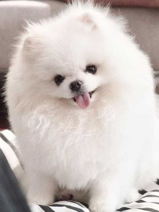 Przepiękne szczenięta pomeranian – szpic miniaturowy MINI MISIE