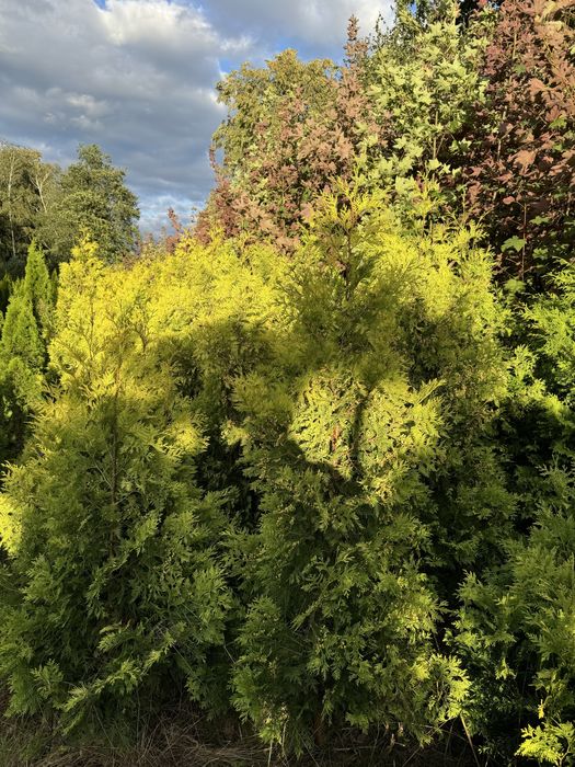 Tuja SUNKIST 200-300cm