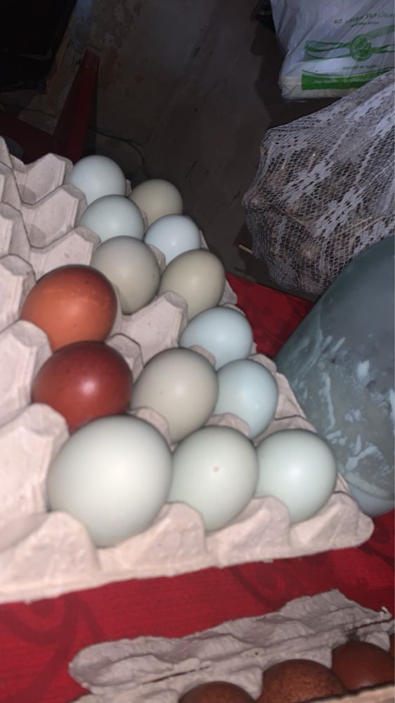 Инкубационные яйца амераукана
