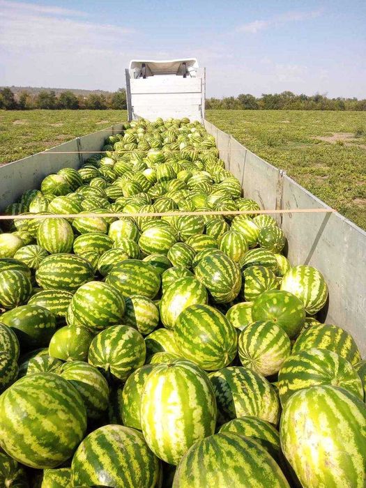 Продам Херсонський кавун з поля