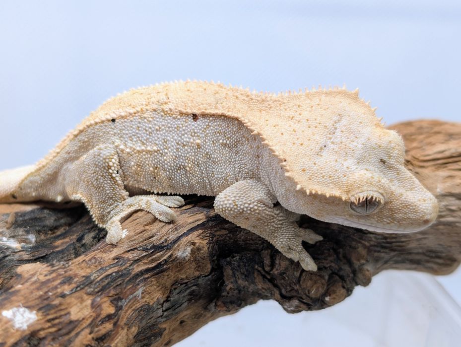 Gekon orzęsiony samiczka