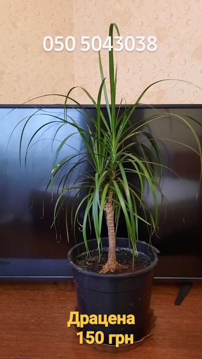 Філодендрон,монстера,драцена,заміокулькас