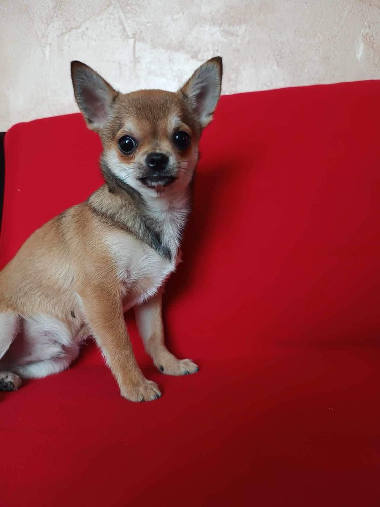 szczeniak chihuahua