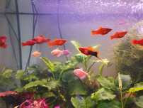 Mieczyki red i tuxedo red