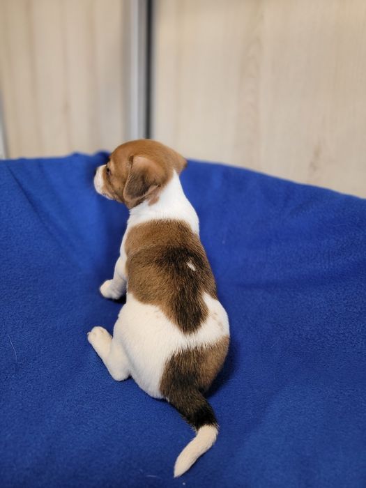 Jack Russell Terrier Szczeniak Śliczny Zaprasza