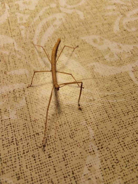 Patyczaki czerwonoskrzydłe - Tajlandia