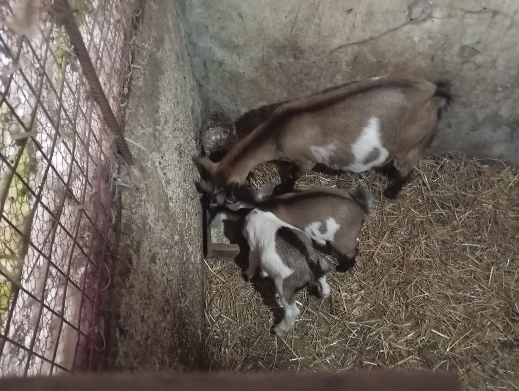 Cabrinhas anãs  lindas