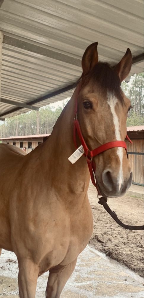 Vendo cavalo obstaculos