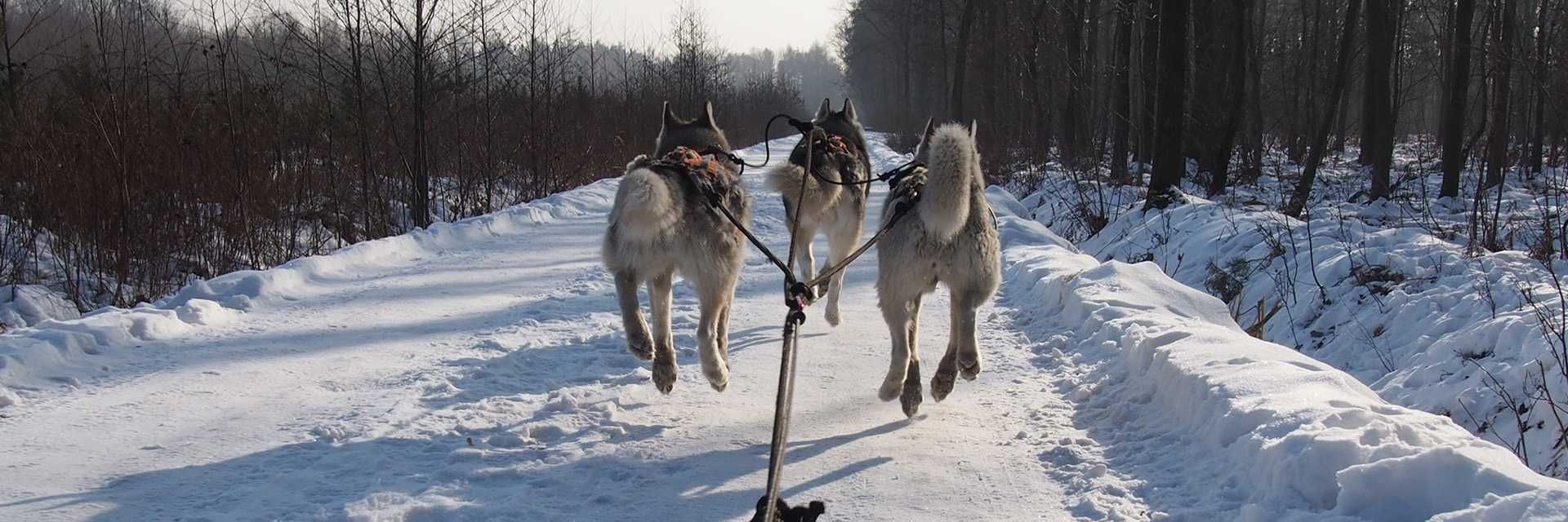 HIFICA RACE PPR LG Uprząż Zaprzęgowa Sled na Miarę z Gwarancją dla Psa