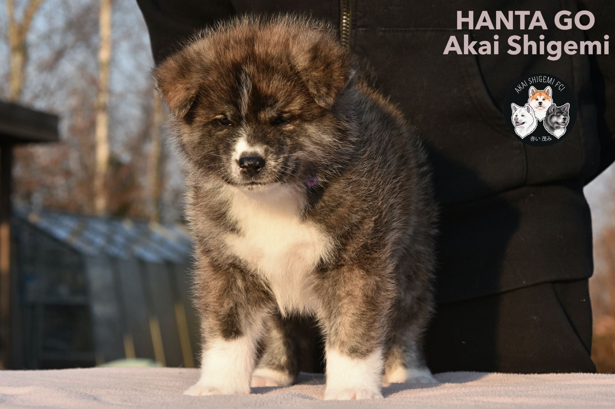 Akita Inu FCI szczeniak suczka