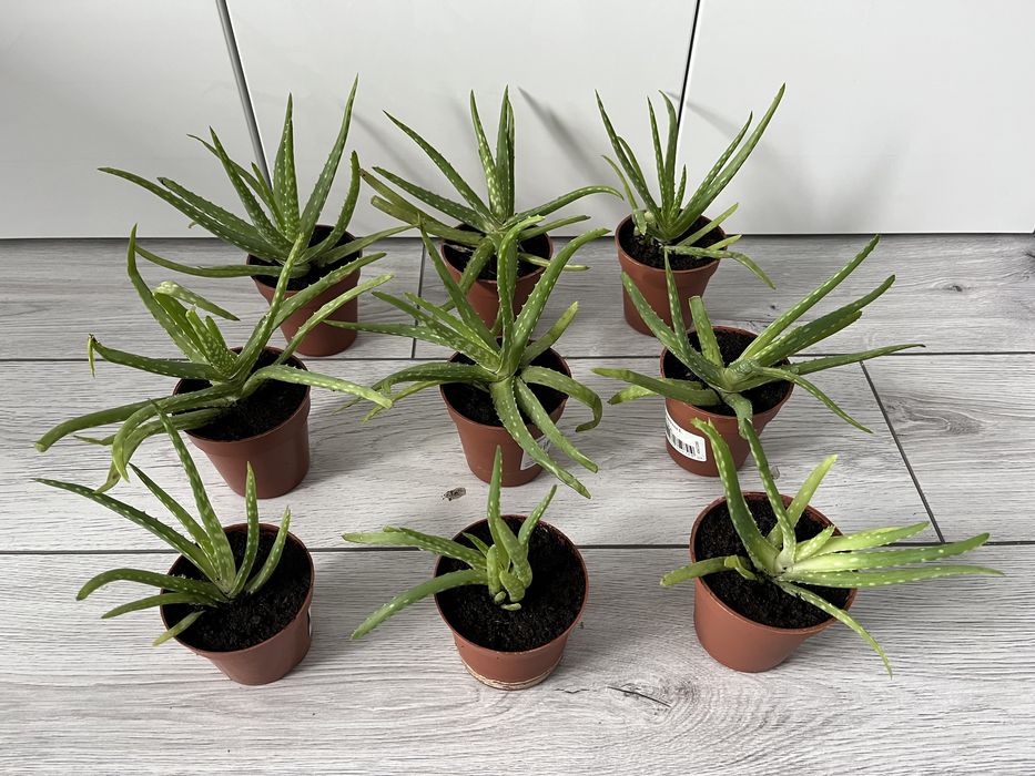 Sadzonki aloes zdrowy piękny gęsty