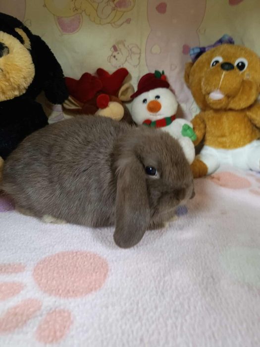 Króliki mini loop miniaturki