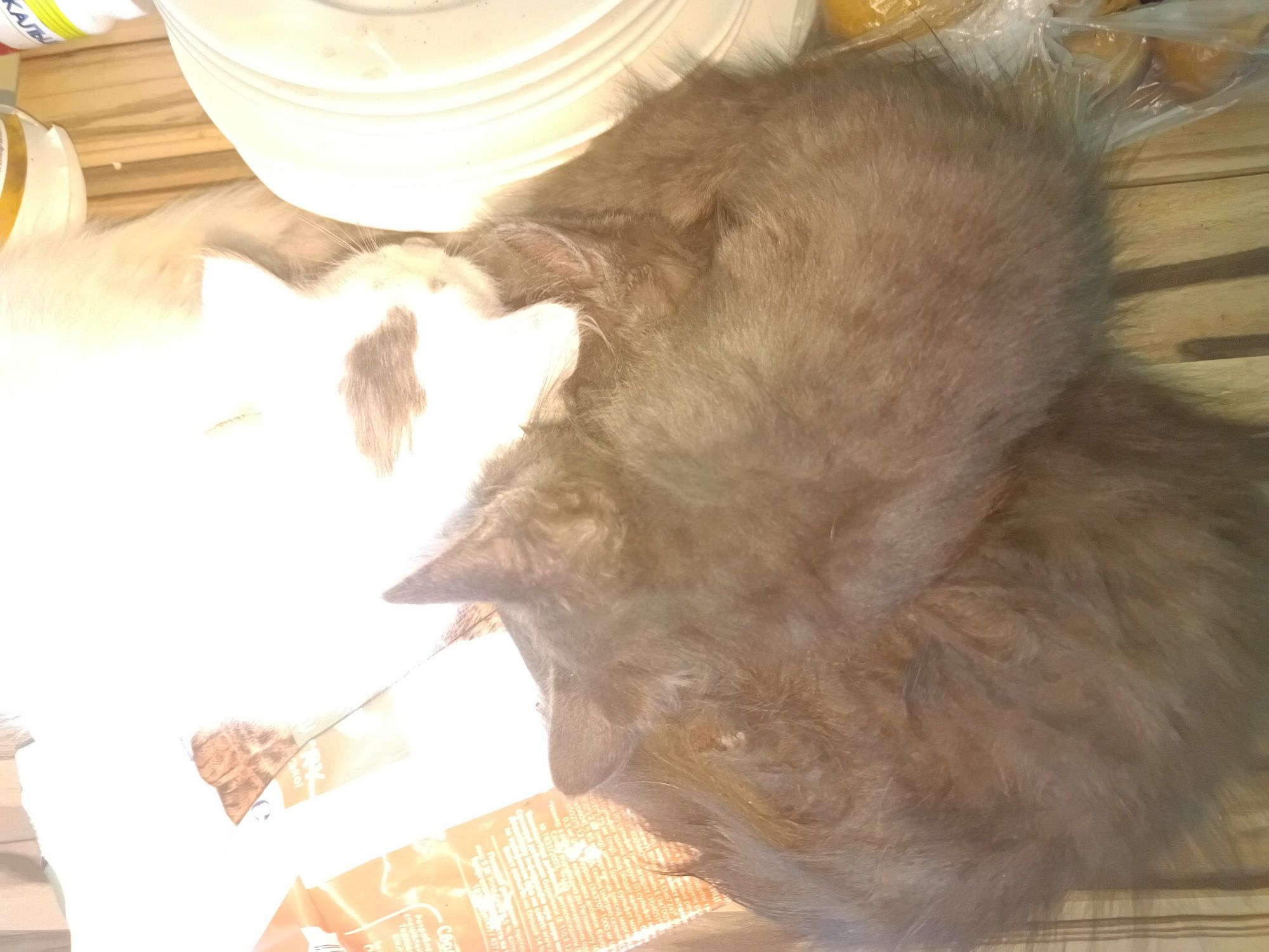 Отдам котят бесплатно
