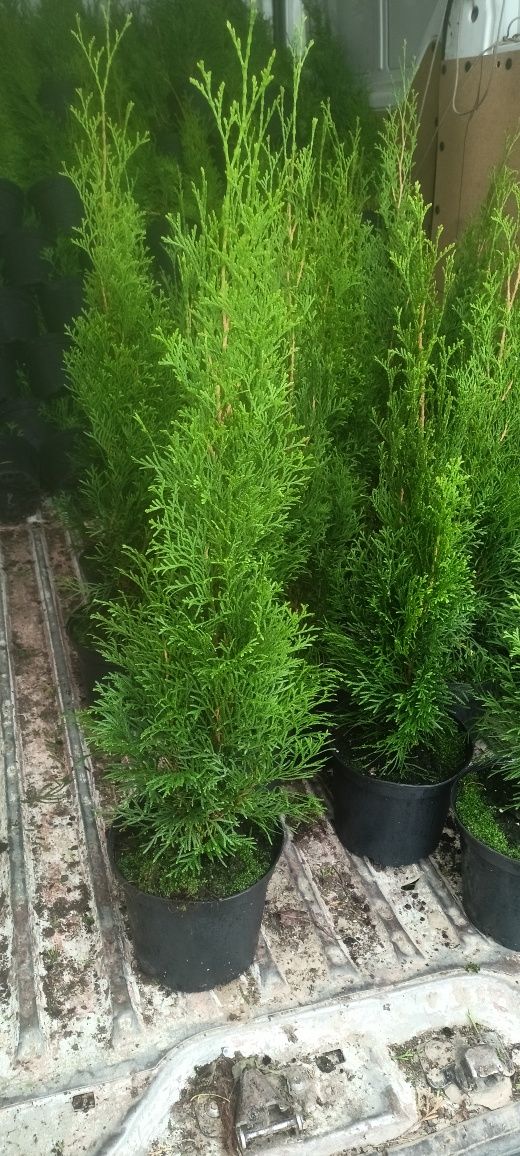Tuja tuje szmaragd 170 cm. Tuje Brabant Waxen