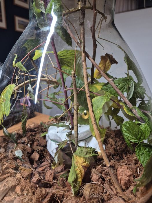 Patyczaki rogate - oddam za darmo - pozostało ok. 15szt.