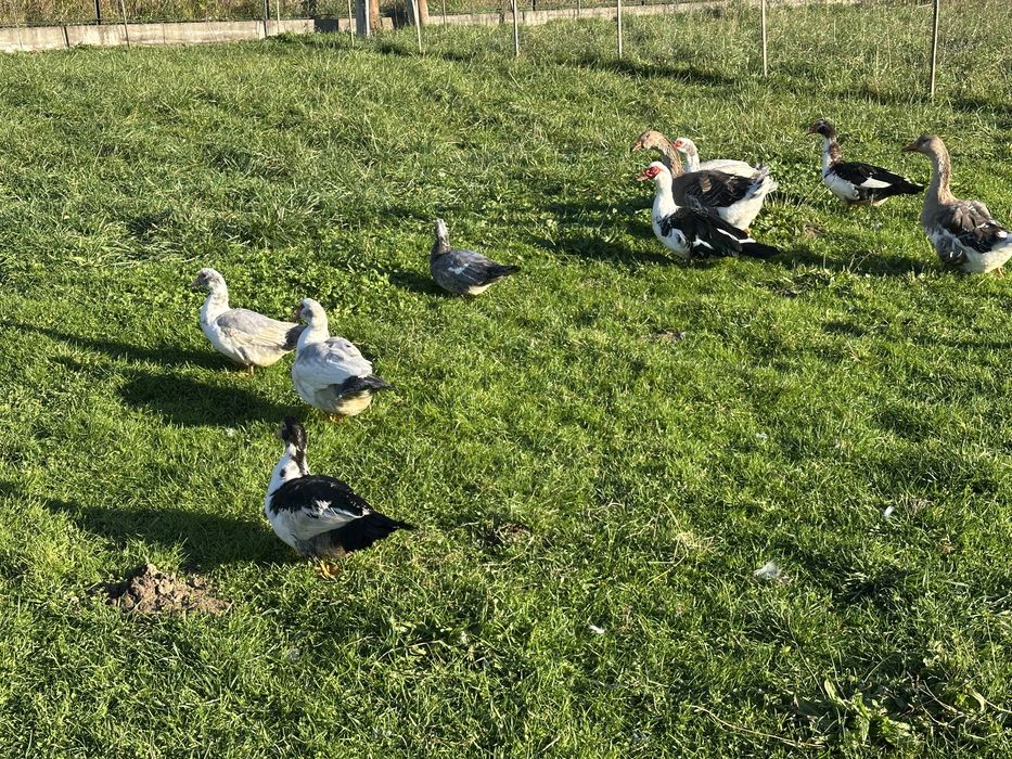 Kaczki, kaczory francuskie