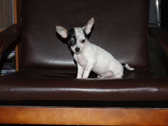 Chihuahua piesek