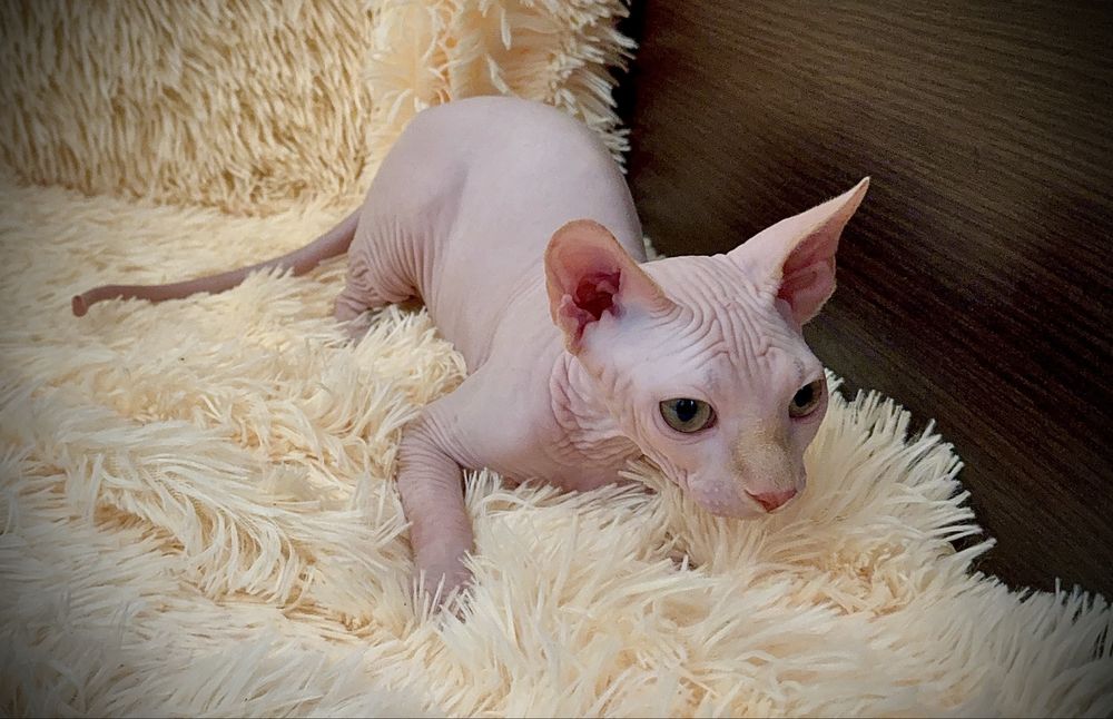 Канадский сфинкс мальчик, клуб, родословная WCF, доставка заграницу