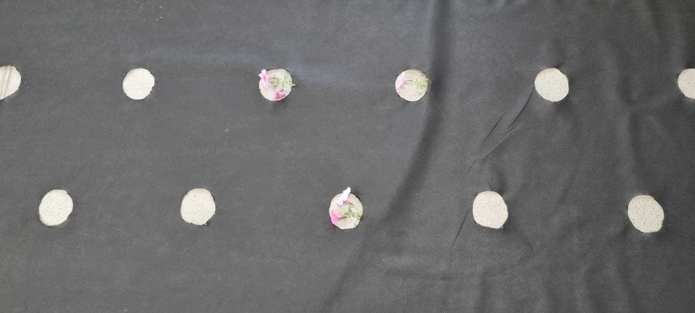 Agrowłóknina z otworami 1,2 m x 500 m długości