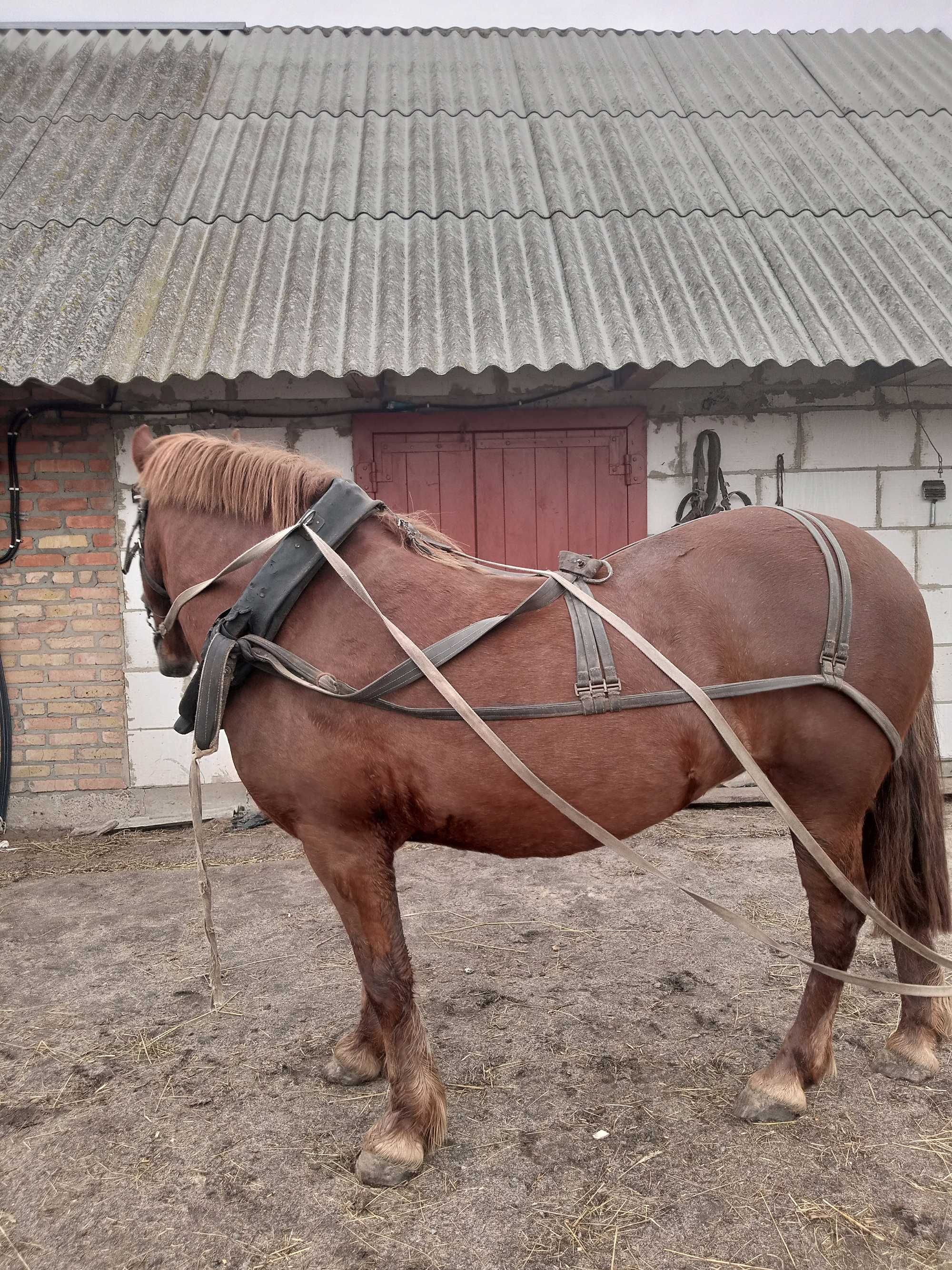 Продам Кобилу і Жереба Ціна Договірна