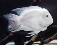 Peixe papagaio albino anão casais