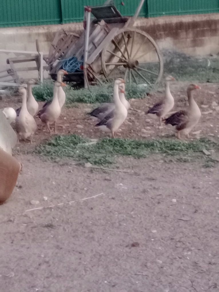 Vende se Patos Gansos cruzados com da Guiné