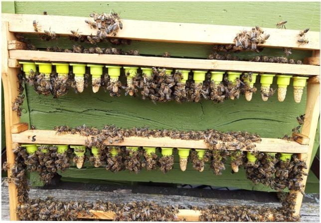 Бджоломатки Карніка Тройзек 1012 line NG-12-0 (репродуктор) пчеломатка