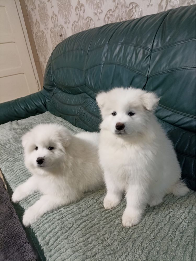 Samoyed szczeniak