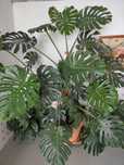 Monstera Deliciosa