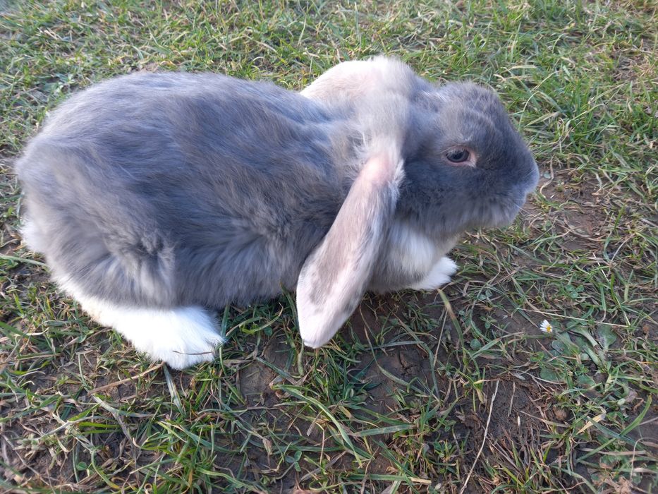 Кролики французького барана