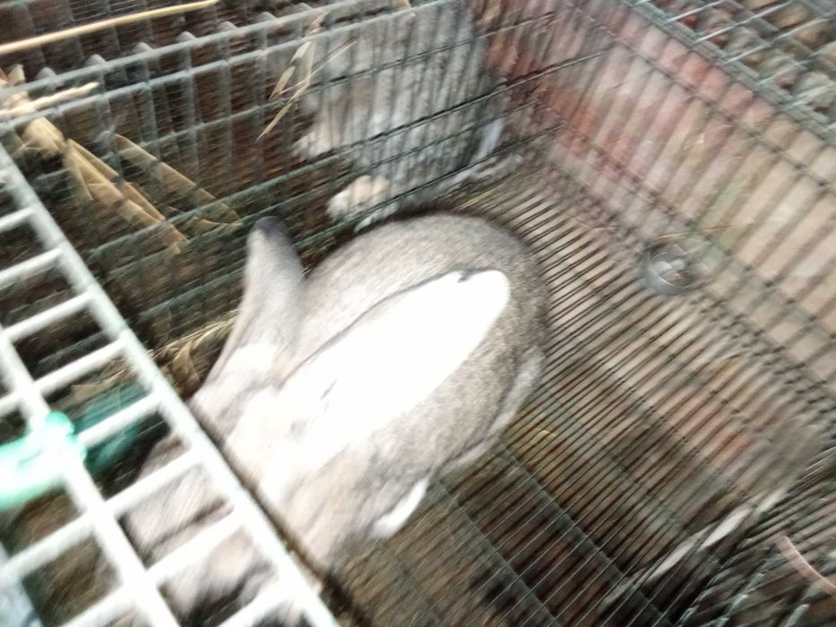 Casal de coelhos borboleta puros