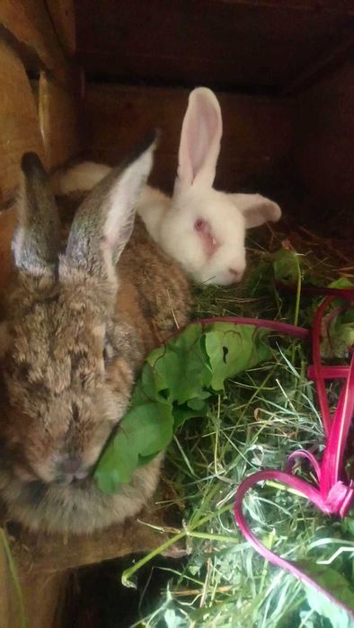 Sprzedam króliki
