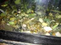 Улитка милания чистит грунт в аквариуме