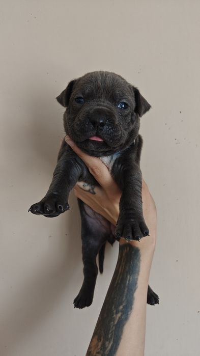 ‼️Cudowna Suczka Amstaff Rozgląda się za nowym domem ‼️ ‼️ Do odbioru