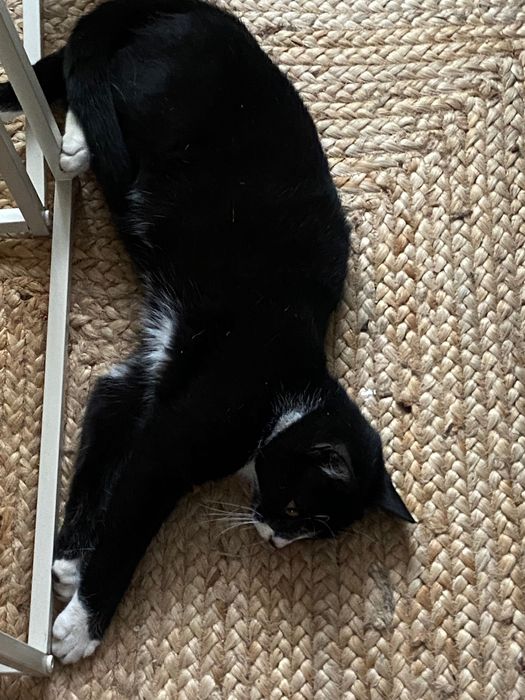 Kotka szuka kochającego domu