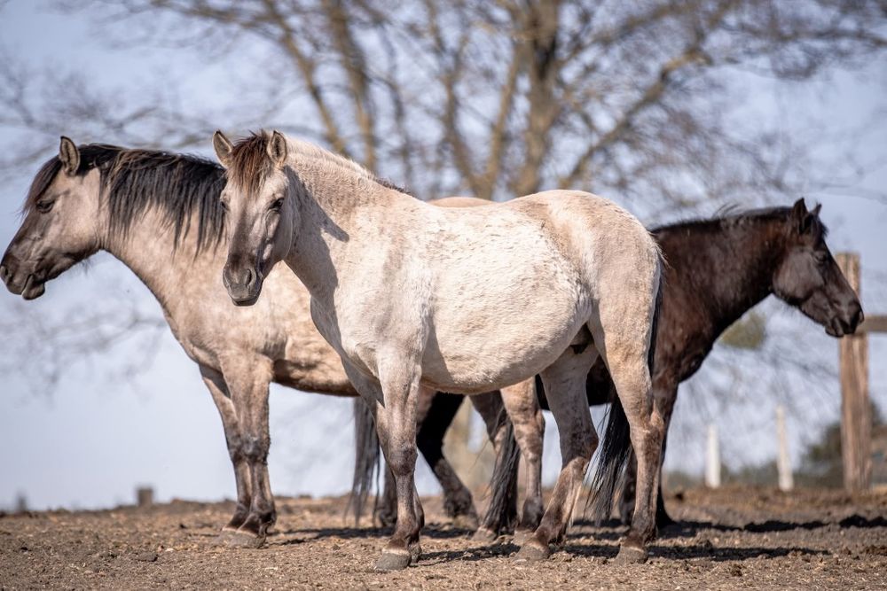 Stado Koników Polskich
