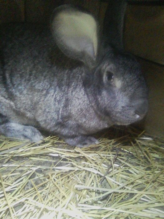 Продам кролей на развод.Есть самцы и самки.