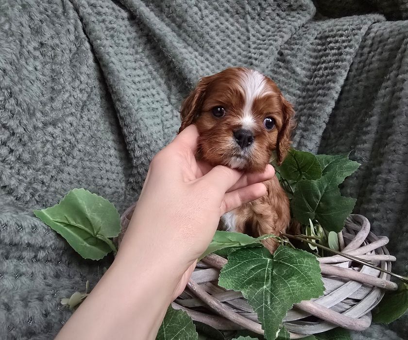 Cavalier King  Charles Spaniel piesek