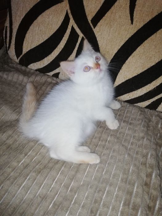 Kot koty kocięta kotki brytyjski