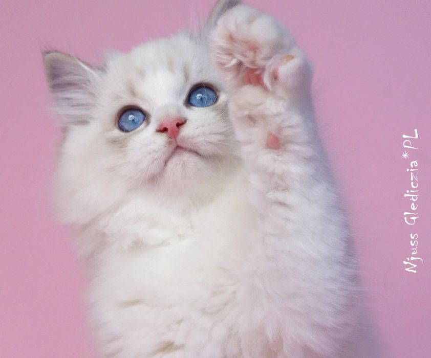 Piękny kocurek Ragdoll od Glediczi*PL