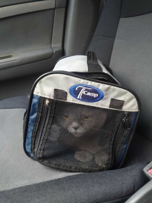 Индивидуальная перевозка ЖИВОТНЫХ по Украине и за границу, ЗООТАКСИ