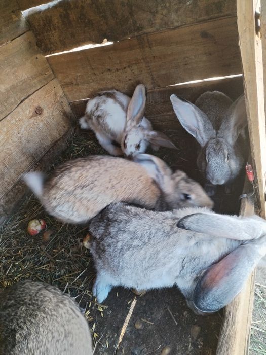 Sprzedam króliki mieszańce